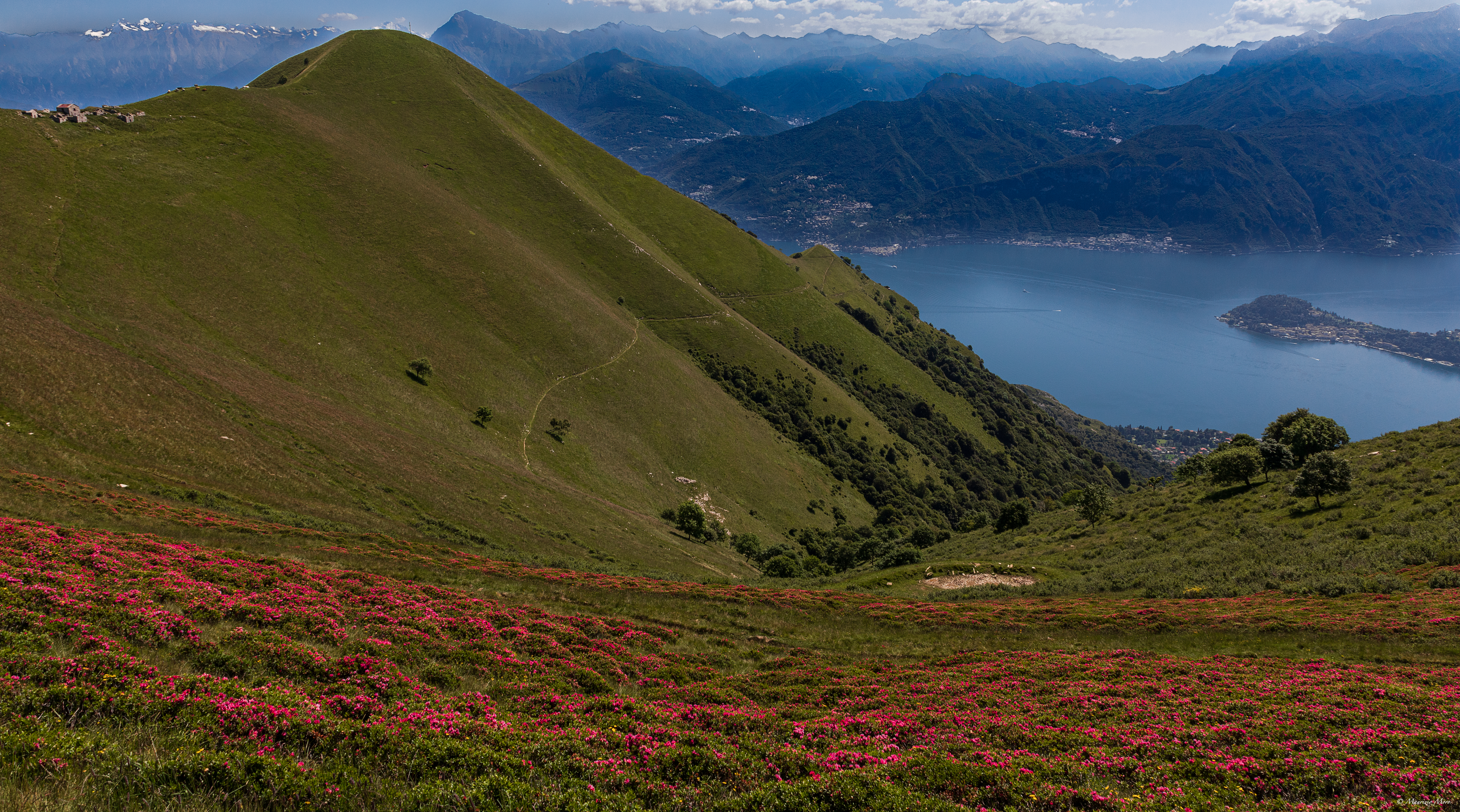 rododendri val d'intelvi