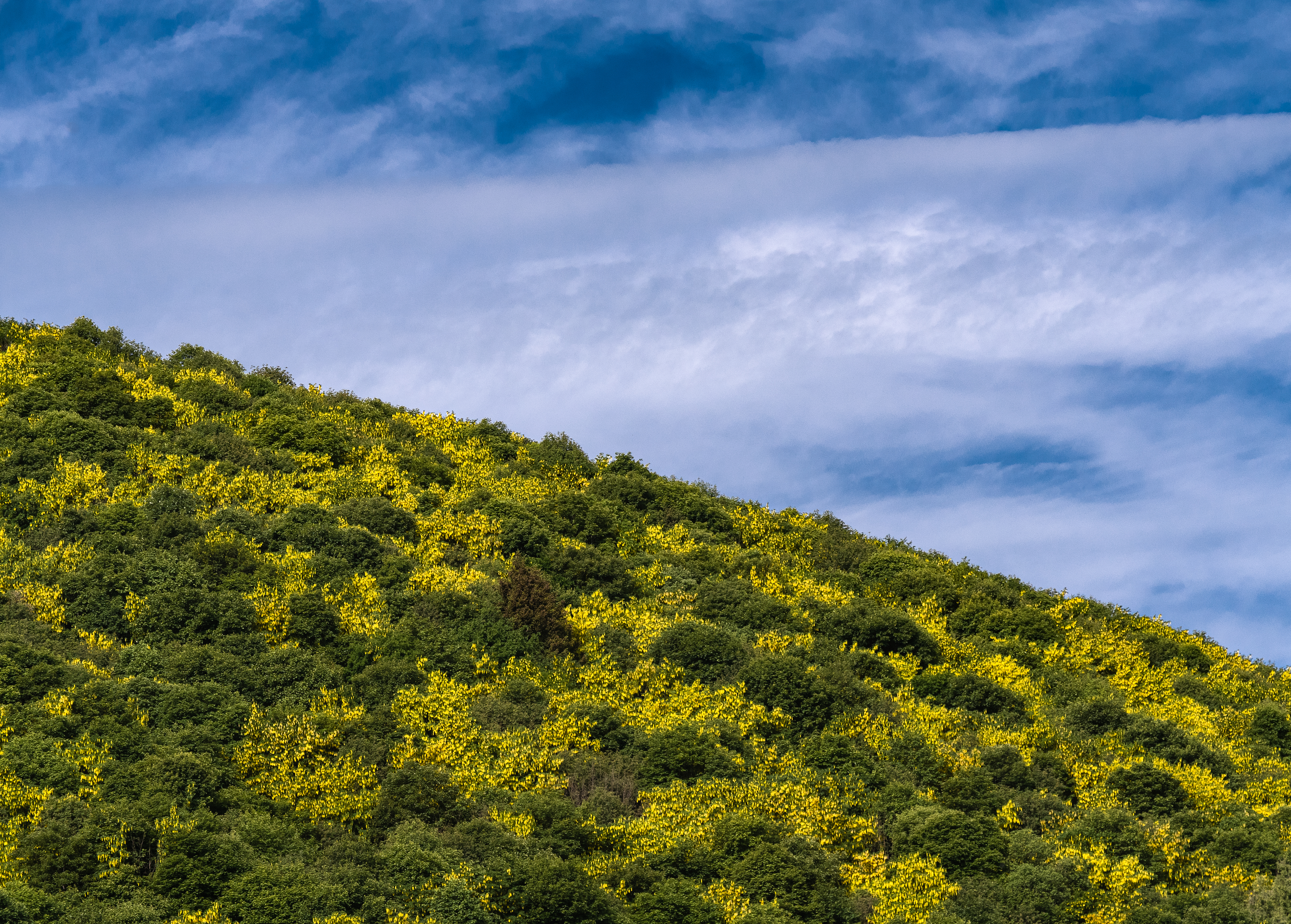 prato campeggio colli fioriti